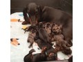 cachorros-dachshund-salchicha-inscritos-en-kennel-club-small-0