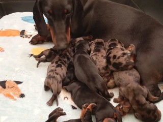 cachorros-dachshund-salchicha-inscritos-en-kennel-club