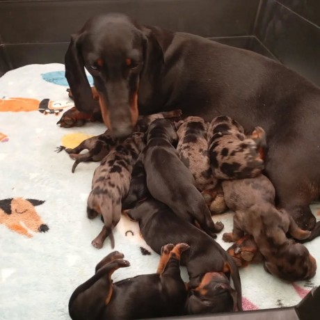 cachorros-dachshund-salchicha-inscritos-en-kennel-club-big-0